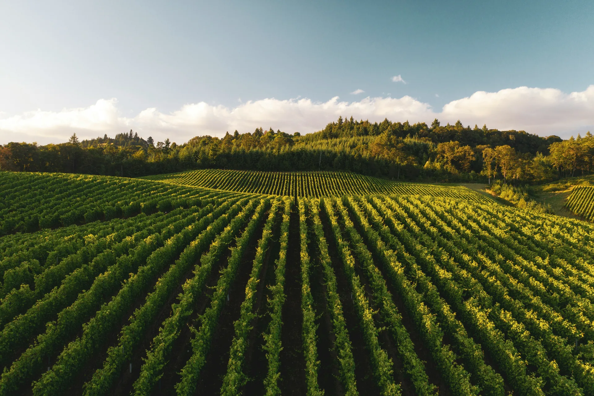 Rows of vines running over a green hillside in golden evening light